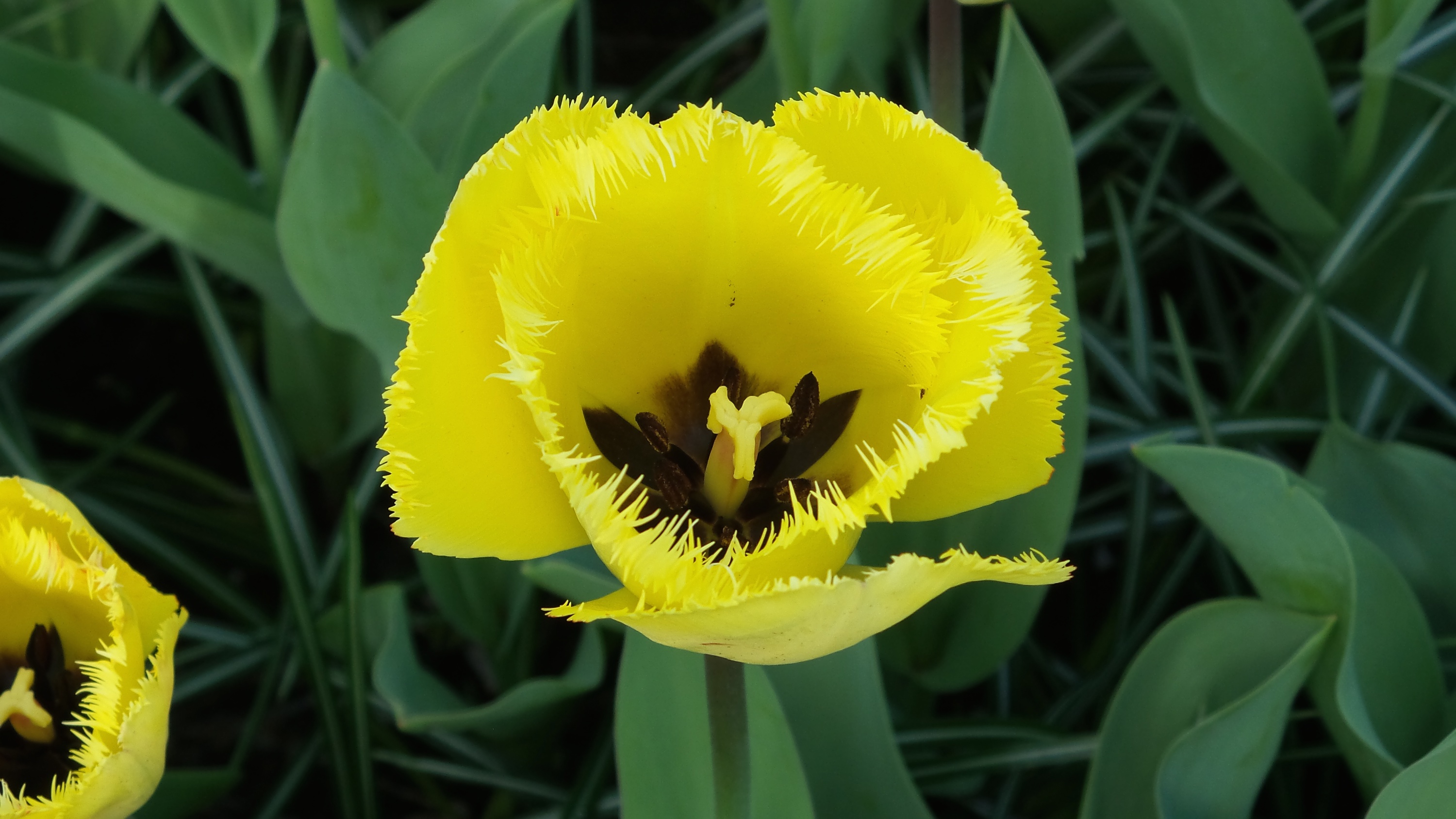 2014-04-17 Holland Tulips 12.jpg